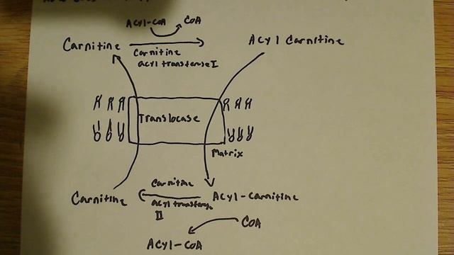 Mechanism for fatty acid transport across the mitochondrial membrane смотреть онлайн