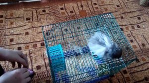 Дрессировка Хомяка.Дрессированный хомяк.ШОК!!!