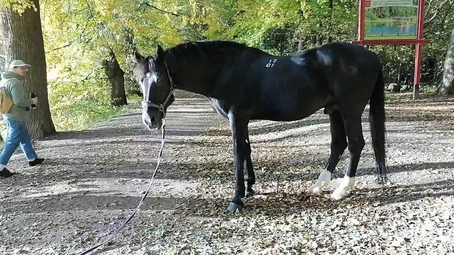 наслаждение осенним солнцем... _20241012_155035 смотреть онлайн