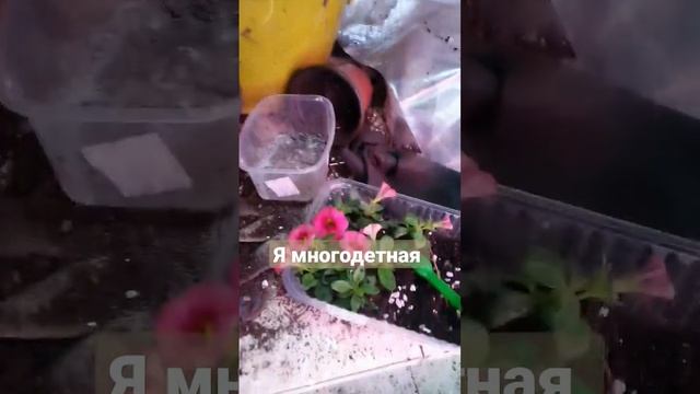 как я пересаживаю растения с маленьким ребёнком #flower #многодетная #мама #деревенскаяжизнь #живу смотреть онлайн
