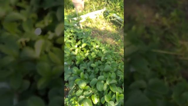 FRESAS смотреть онлайн