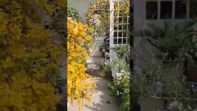 Autumn light is good, one year old autumn flowers are the most beautiful. смотреть онлайн