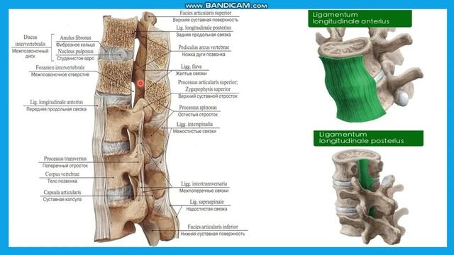 Тұлға сүйектері және бас сүйектері арасындағы байланыстар. Омыртқа денесінің арасындағы байланыстар смотреть онлайн