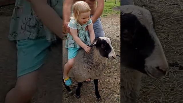 баран Чернышъ катает детей, развлекаемся в деревне