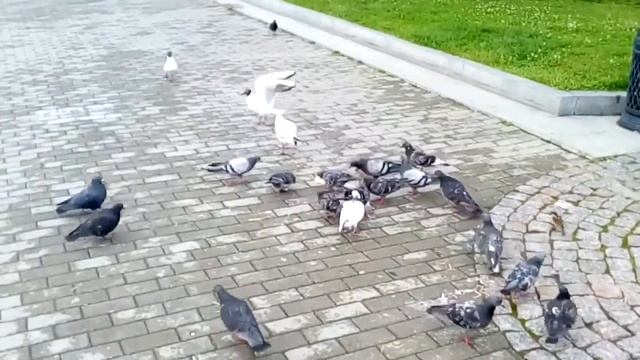 Tatar Cinema International САМАЯ НАГЛАЯ ЧАЙКА ЕКАТЕРИНБУРГА * The fauna of the city. Seagulls. смотреть онлайн