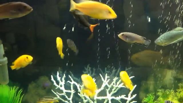 МОЙ АКВАРИУМ С ЦИХЛИДАМИ В 200 литров смотреть онлайн