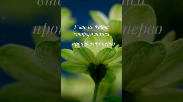 Красивое Видео С Цитатой!🌸 смотреть онлайн