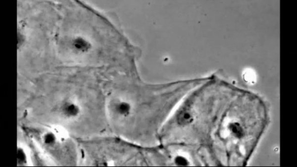 Venetian Snares - Szamar Madar (The Nature Of Cell Science)