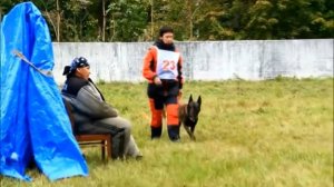 Большой русский ринг Питомник от Сольника