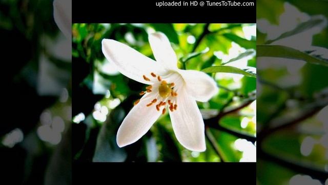 Flor de canela смотреть онлайн