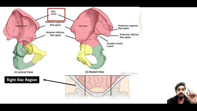 Abdominal Anatomy | Regions, Quadrants & Organs | Anatomy & Physiology | Hindi смотреть онлайн
