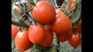 Земляк-сибірський сорт томатів