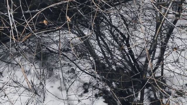 VID 20240125 012224 Болото (Вольфганг Бехлер)...Павел Васильев Лахтинский смотреть онлайн