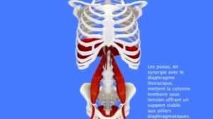 Как двигается диафрагма