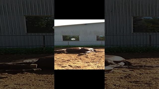 VID_20220731_155616 смотреть онлайн