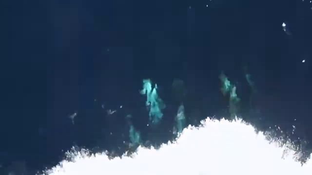 Дельфины Средиземноморья смотреть онлайн