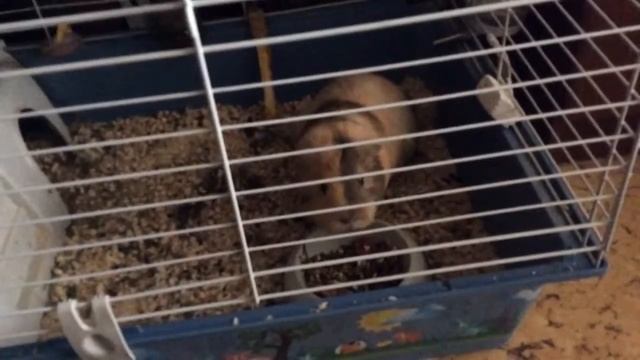 Двадцать секунд с морской свинкой смотреть онлайн