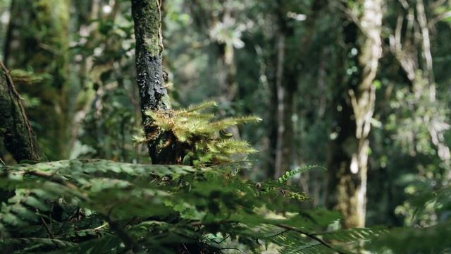 История про оборотня | Федька, ко мне! Больше гулять не выпущу! смотреть онлайн