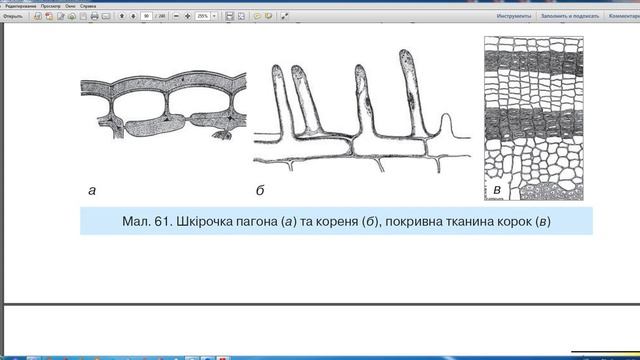 Тканини рослин 6 клас Щеглакова Д В смотреть онлайн