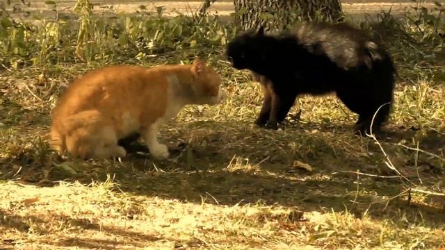 Коты моего района. смотреть онлайн