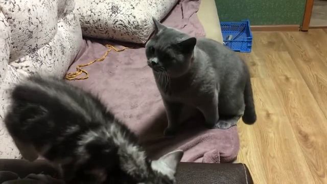 Мон Март. Наши славные коты. День 1. смотреть онлайн