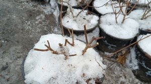 Подготовка и обрезка метельчатой гортензии весной 2024г. Хранение саженцев гортензии зимой.