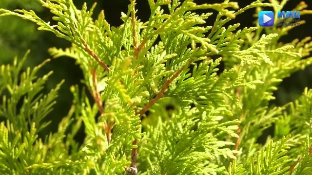 В фокусе - уходящее лето... смотреть онлайн