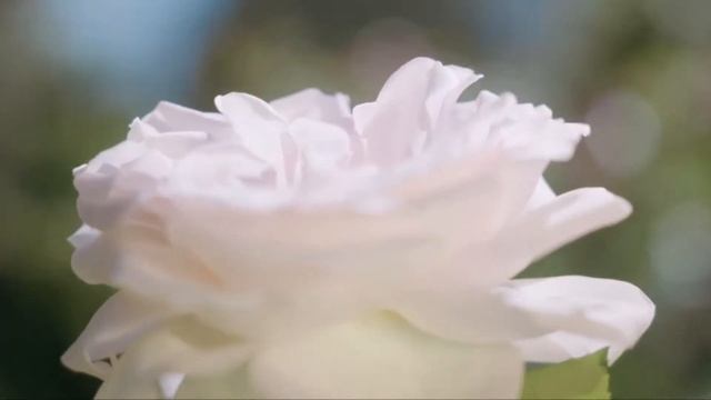 Chloé Signature Naturelle Eau De Parfum - Arenal Perfumerías