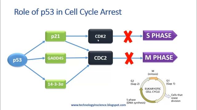 p53 Structure and Function - Cell Cycle Regualtion & Apoptosis смотреть онлайн
