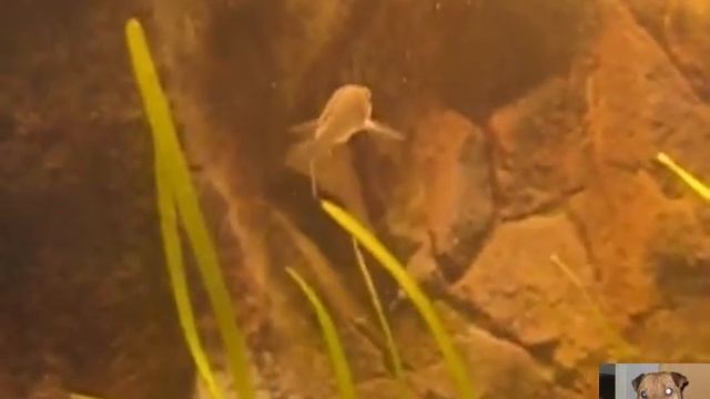 Нерест Cyprichromis Leptosoma 