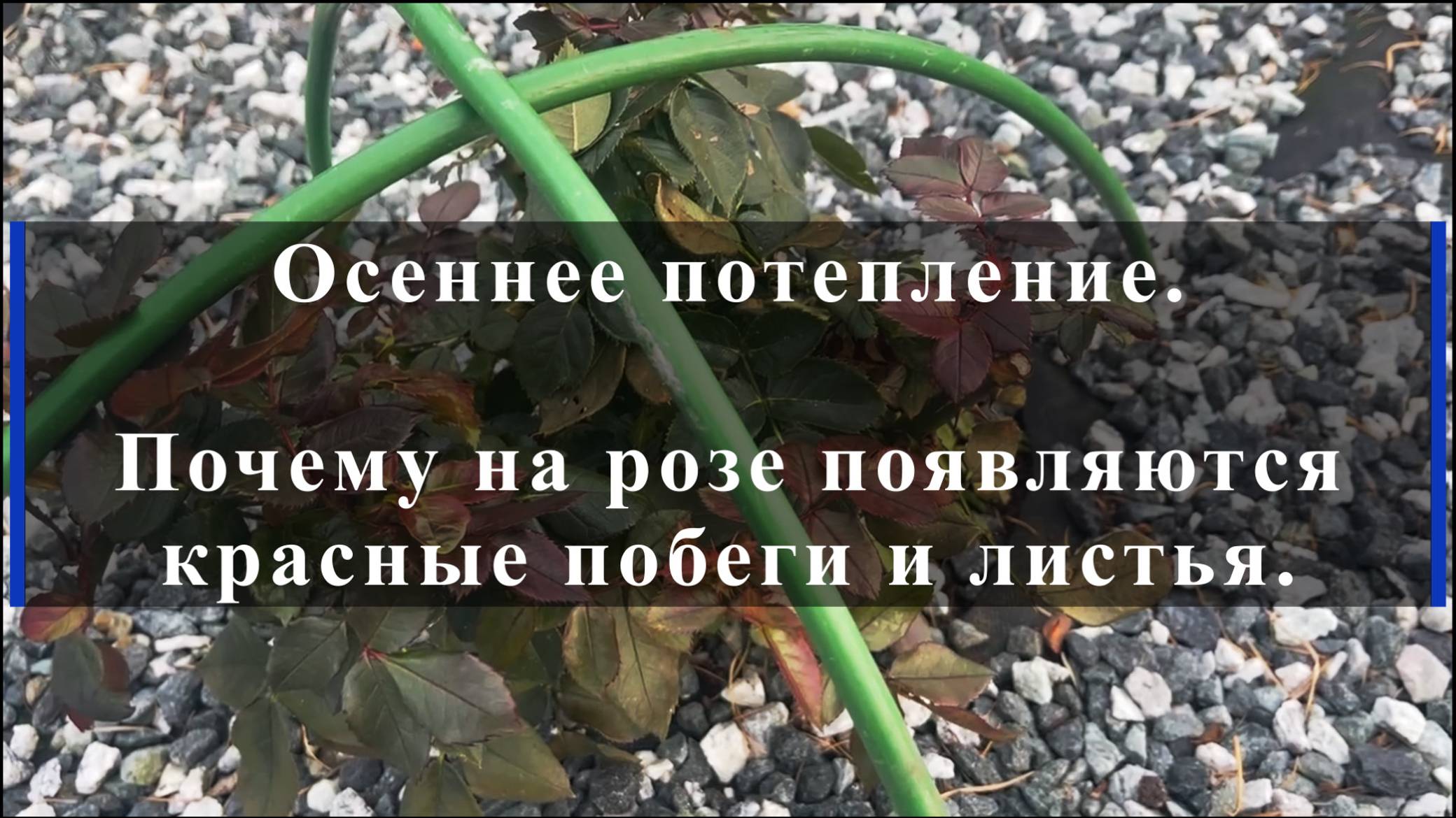 Осеннее потепление. Почему на розе появляются красные побеги и листья. смотреть онлайн