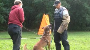 Дрессировка собак Питомник от Сольника