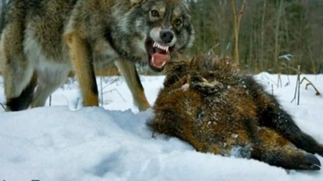 волчья жизнь смотреть онлайн