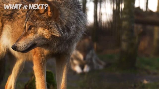 Panda, Polar bear, Deer Learn wild animal names with real sound смотреть онлайн