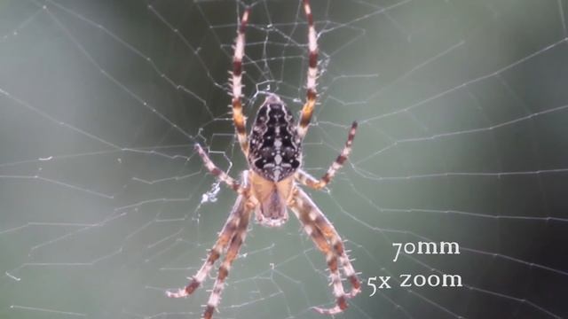 HD Video-Crop - Eos 650D/600d/T4i/T3i + Sigma 17-70mm f2.8-4. смотреть онлайн