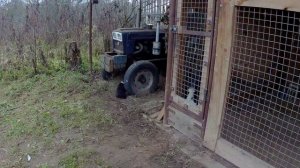 Щенки русско-европейской лайки. Помет 02.10.2024г.