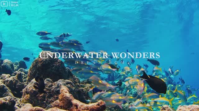 Discover the Majestic Ocean in Stunning 4K ULTRA HDR – Dive Deep into an Enchanting Underwater Wor смотреть онлайн