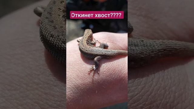 Ящерица откинет хвост? если... смотреть онлайн