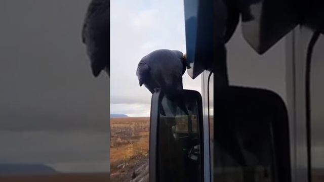 Смешные ролики