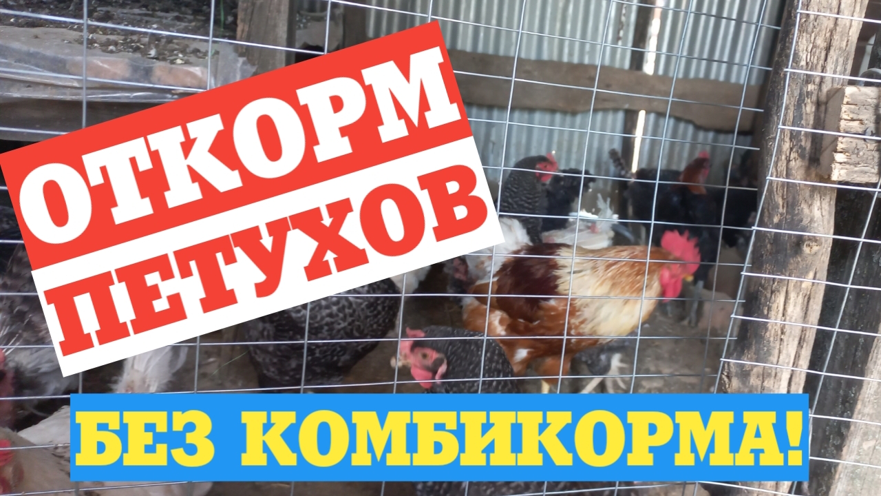 КАК ОТКОРМИТЬ ПЕТУХОВ что делать когда много петухов? смотреть онлайн