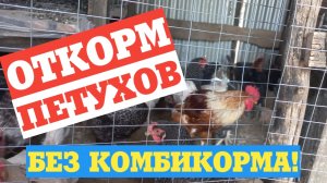 КАК ОТКОРМИТЬ ПЕТУХОВ что делать когда много петухов?