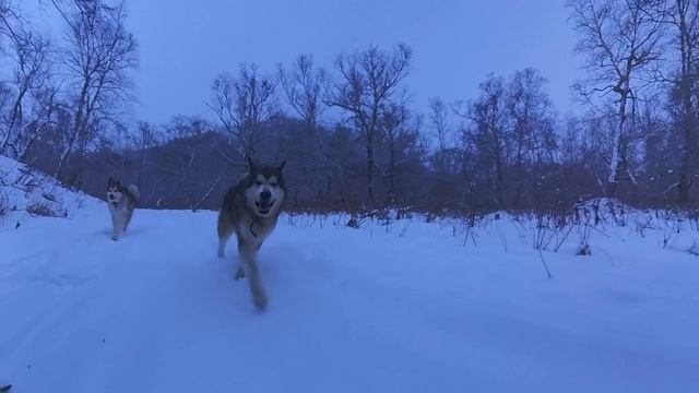 Дальнее озеро, Аляскинский Маламут, прогулка по снегу смотреть онлайн