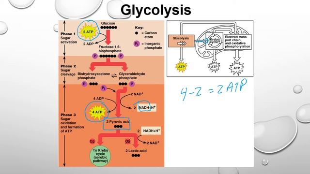 BIO 161 Chapter 2 Cellular Respiration смотреть онлайн