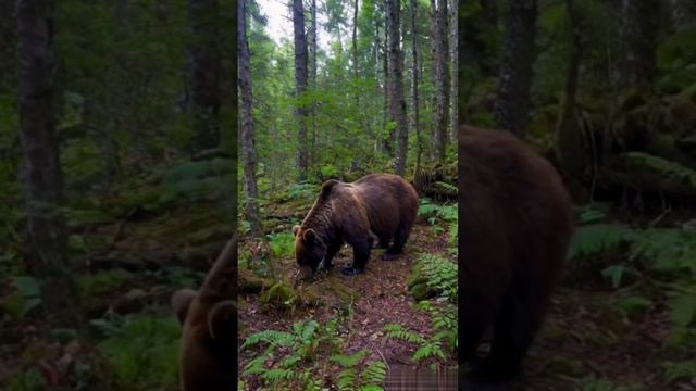 Таёжный медведь. смотреть онлайн