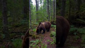 Таёжный медведь.