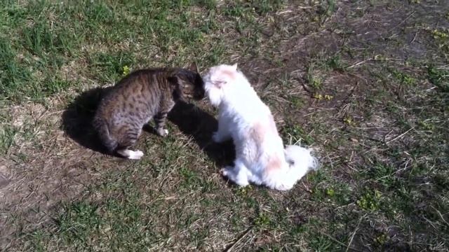 Kucing Berantem Berebut Wilayah , Siapakah Yang Akan Menang? | Kucing Berantem