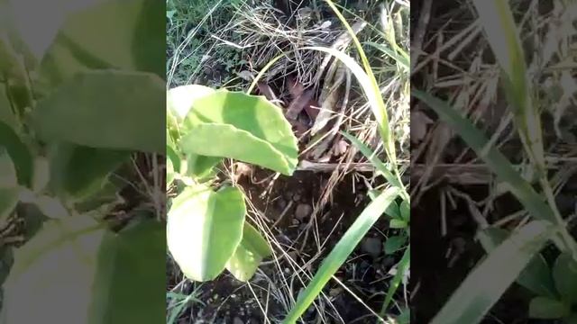Растение с большим содержанием воды и толстыми листьями. смотреть онлайн