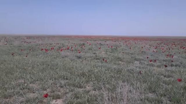 Аманкелді Сұлтанғали - Сарайшық кештері смотреть онлайн