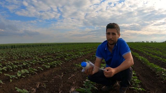 Erbicid Floarea-soarelui - Helianthex Arylex frunza lata. Inlocuitorul tehnologiei Express. Viballa смотреть онлайн