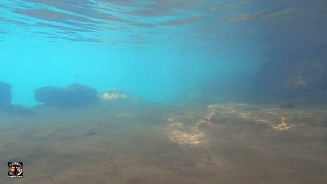 Подводный сад, Poceta de Cristal, Эль Ничо, Куба 2023 #куба #эльничо #подводныймир #cuba #elnicho смотреть онлайн